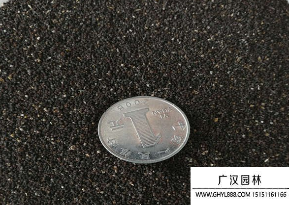 金魚草種子