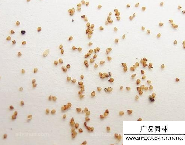 多肉種子