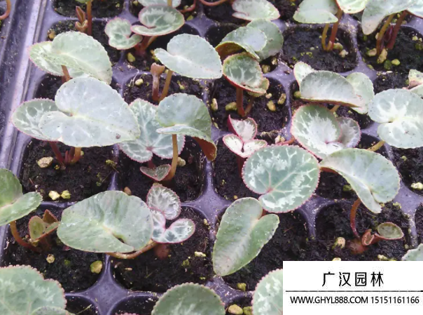 仙鶴來種子