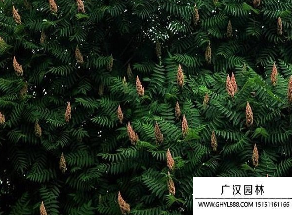 火炬種子