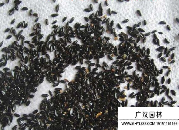 黃楊種子