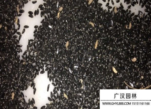 黃楊種子