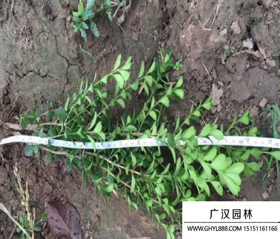黃楊種子