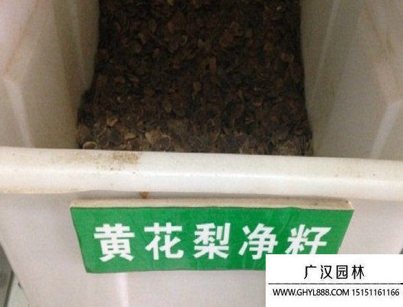 黃花梨種子