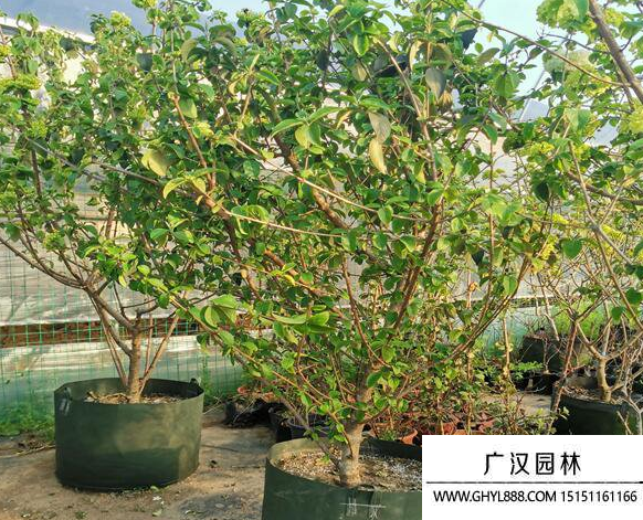 中華木繡球
