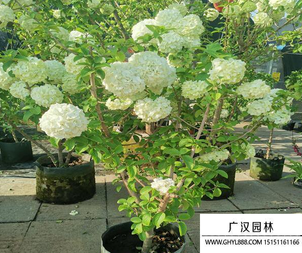 中華木繡球