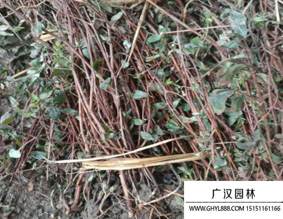 金絲桃