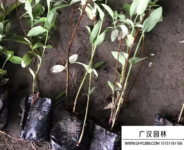 金絲桃