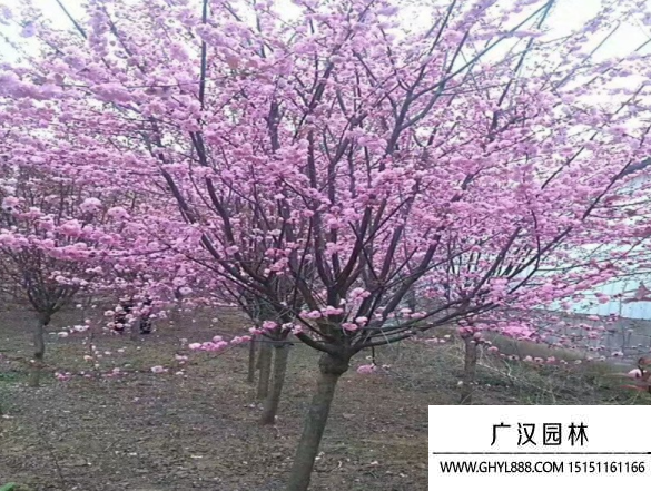 榆葉梅