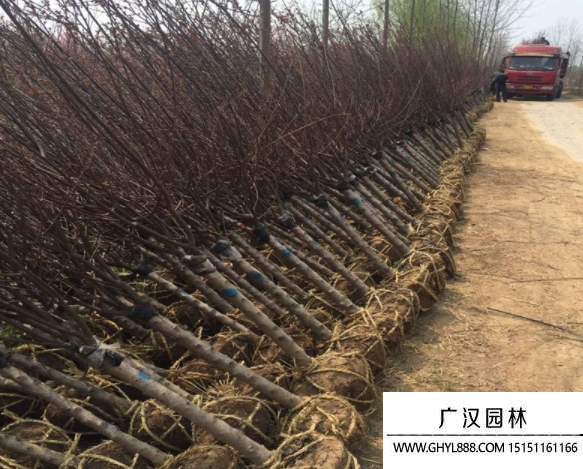 榆葉梅