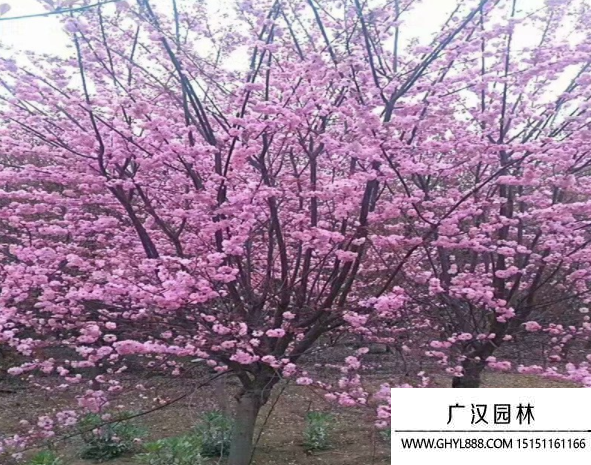 榆葉梅
