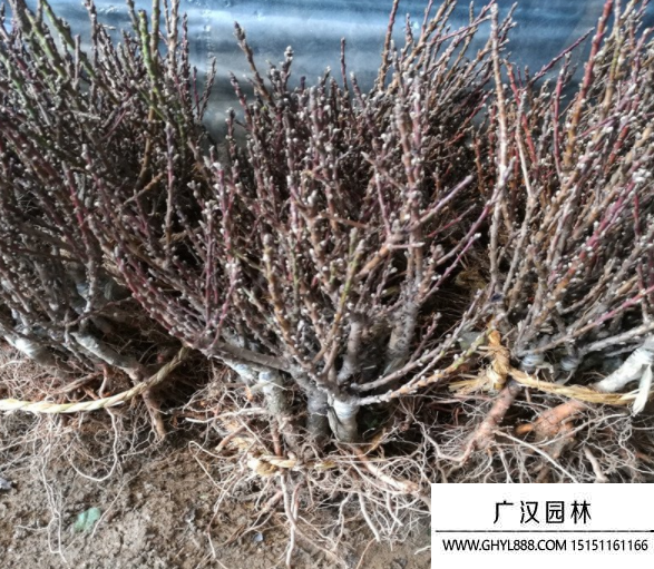 壽星桃