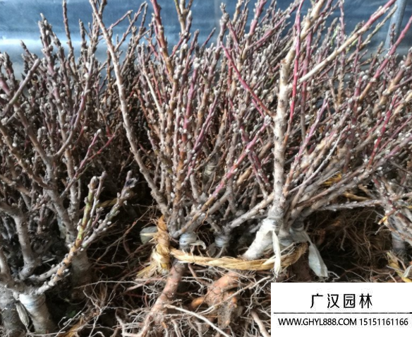 壽星桃