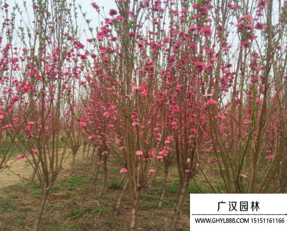 壽星桃