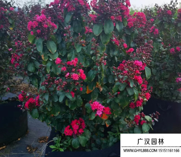 叢生矮紫薇