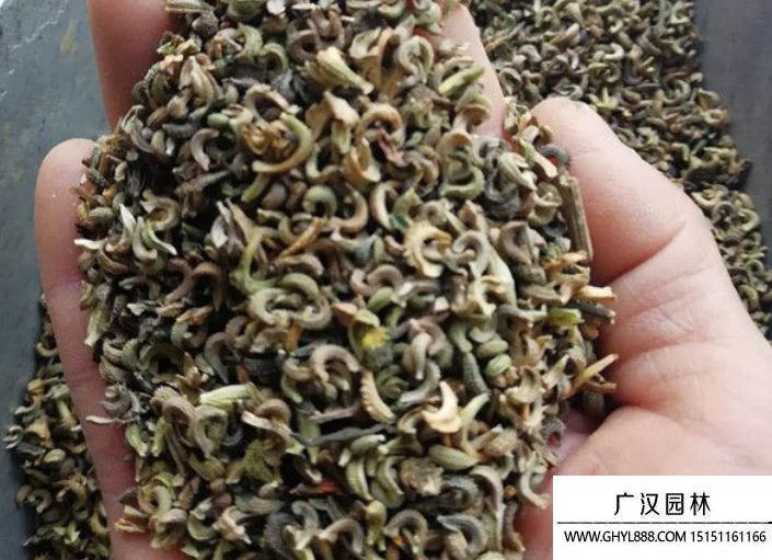 金盞花種子