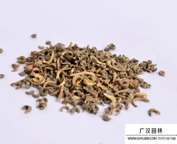 金盞花種子
