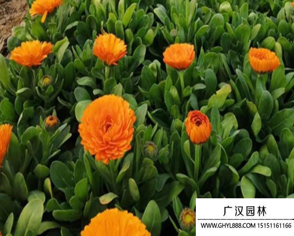 金盞花