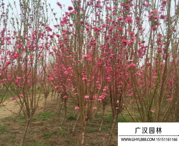 壽星桃
