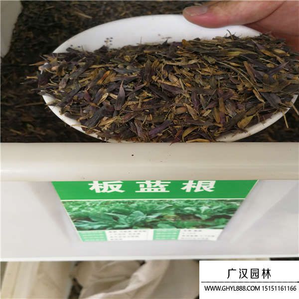 板藍根種子