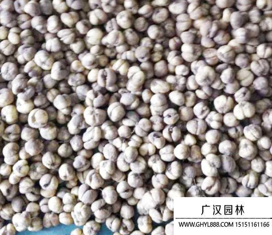 浙貝母種子