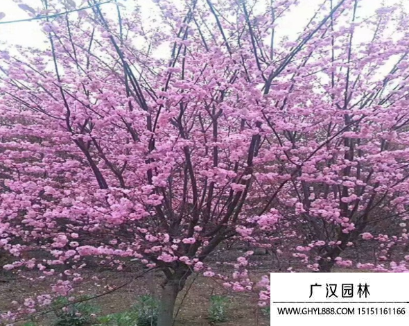 榆葉梅