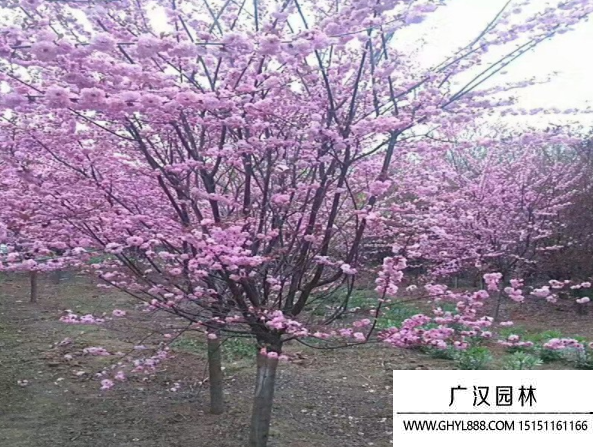 榆葉梅