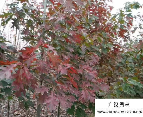 歐洲紅櫟