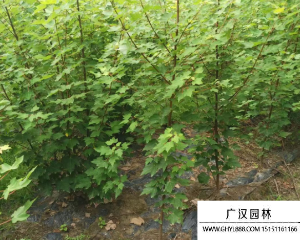 歐洲紅櫟