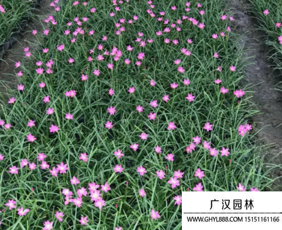 韭蘭