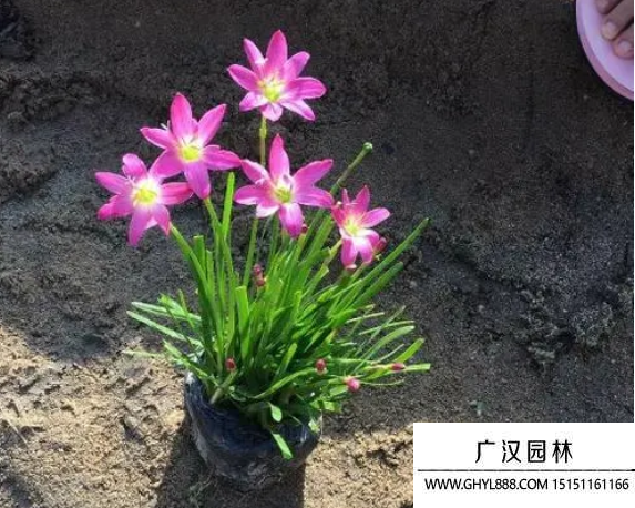 韭蘭