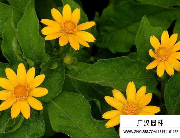 皇帝菊種子