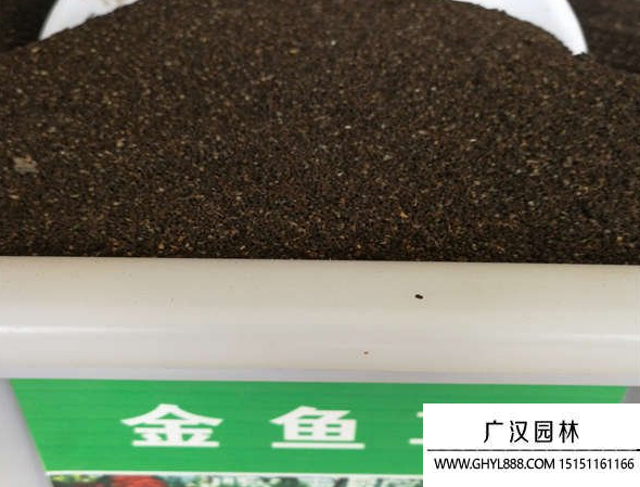 金魚草種子