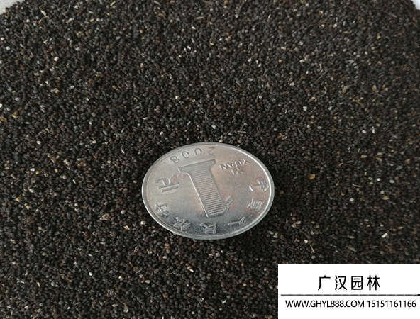 金魚草種子