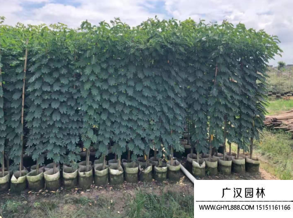 黃槐