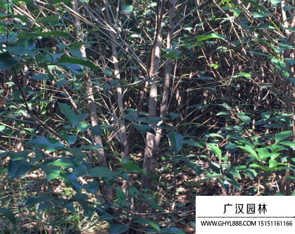 叢生大葉女貞