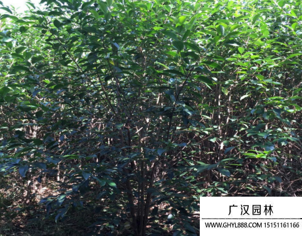叢生大葉女貞