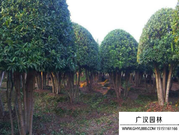叢生大葉女貞
