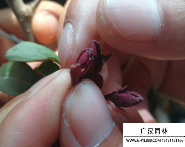 紅寶石海棠