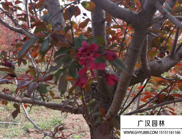 紅寶石海棠