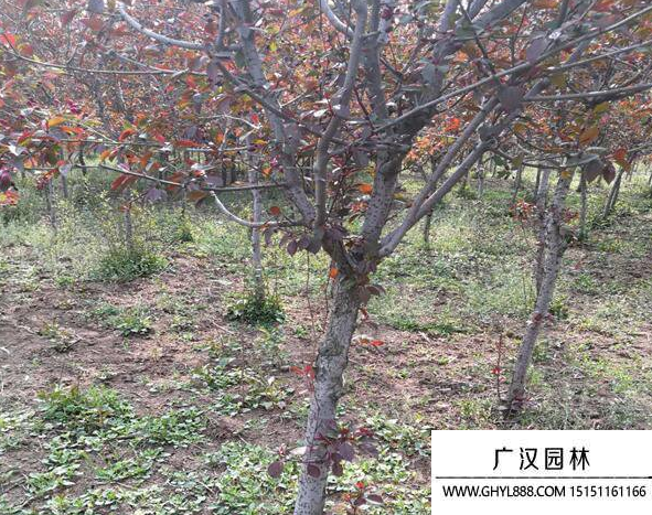 紅寶石海棠
