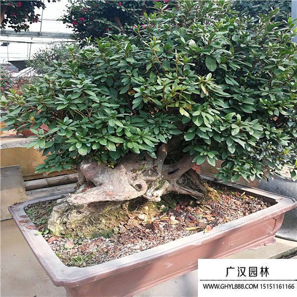 五彩杜鵑
