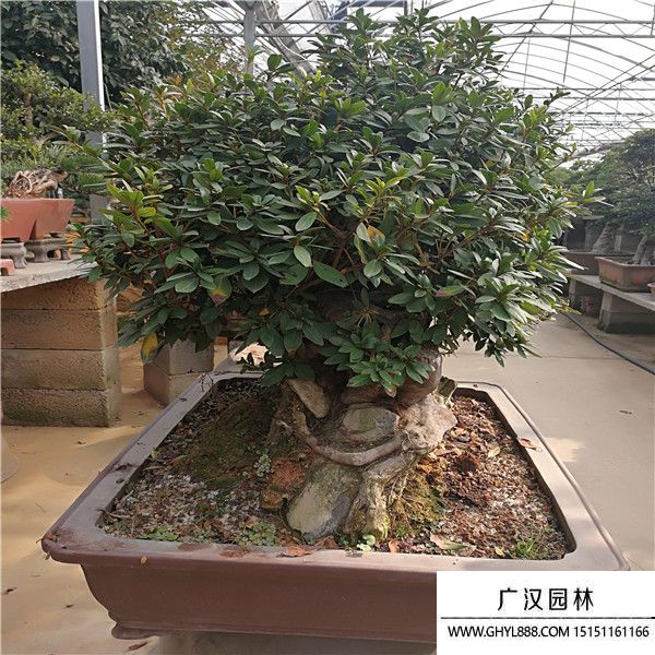 五彩杜鵑