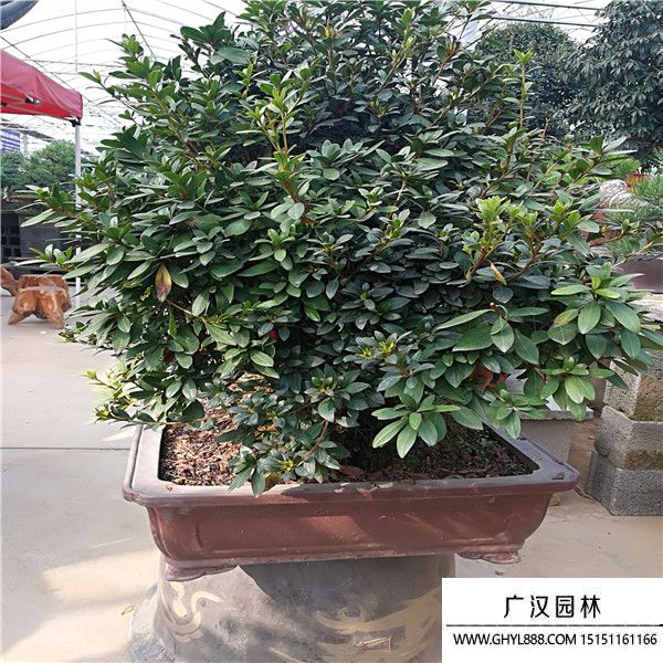 五彩杜鵑