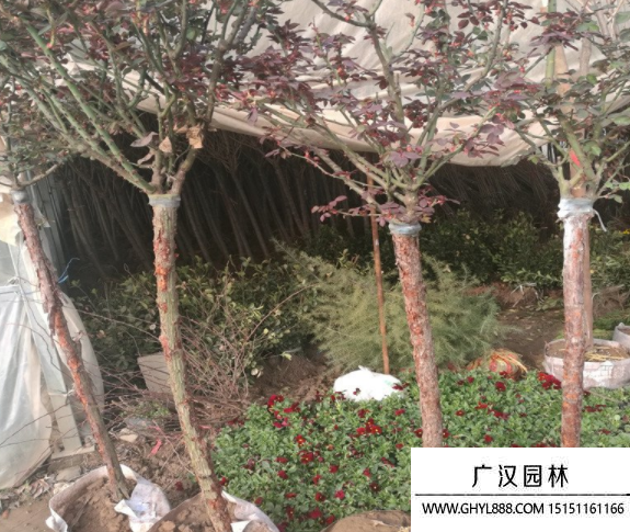 樹狀月季