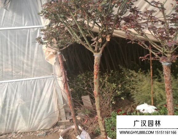 樹狀月季