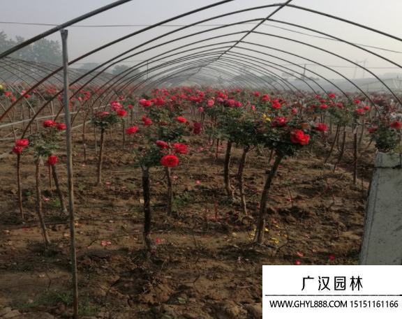 樹狀月季