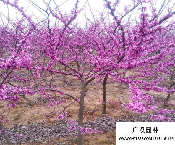 紫葉加拿大紫荊