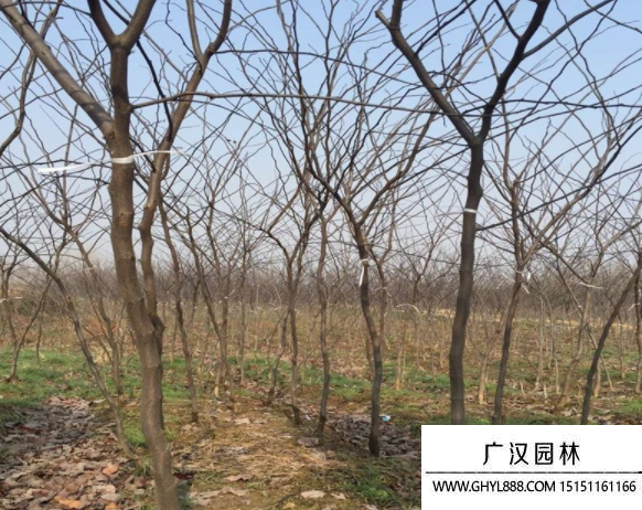 紫葉加拿大紫荊