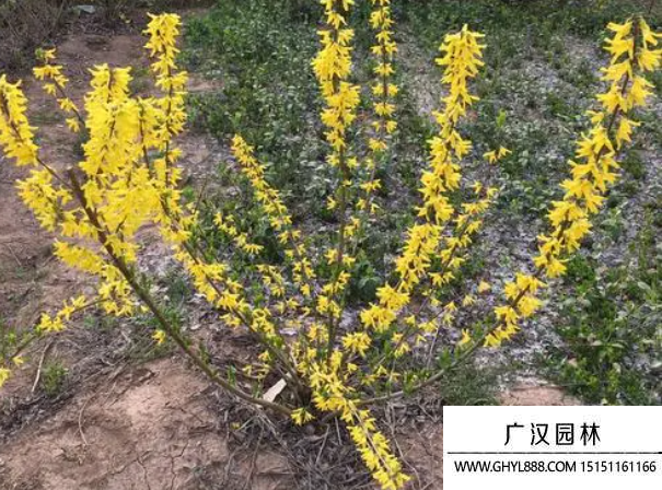 單葉連翹